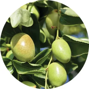 Jojoba Organic Carrier Oil - Living Libations