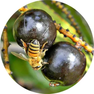 Saw Palmetto Berry Essential Oil - Living Libations